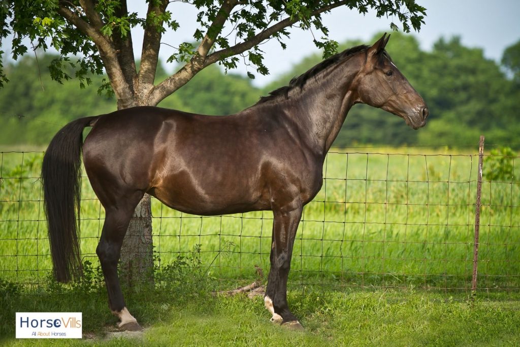 black dutch warmblood horse