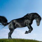 galloping black horse with sky as the background