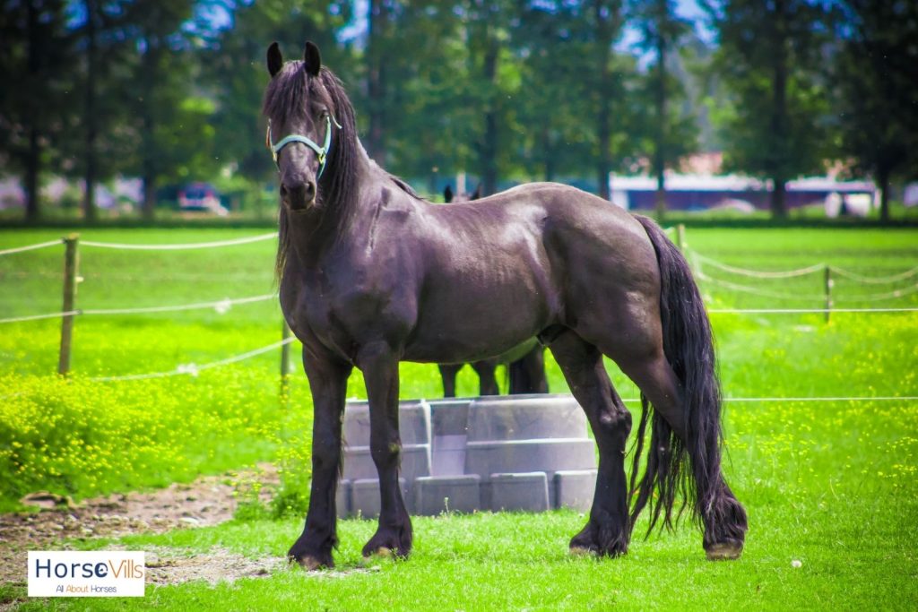 Friesian horse gracefully standing while looking at the camera