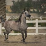 walking grey Arabian horse