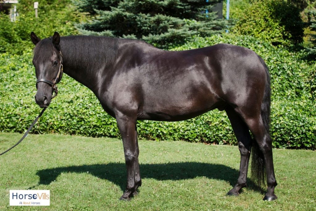 Murgese horse, one of the most common black horse breeds