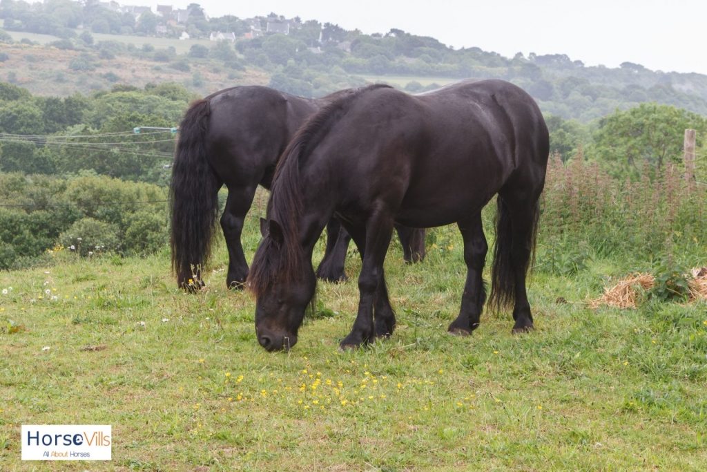 Merens, the black horse breeds, are eating grasses on the mountain
