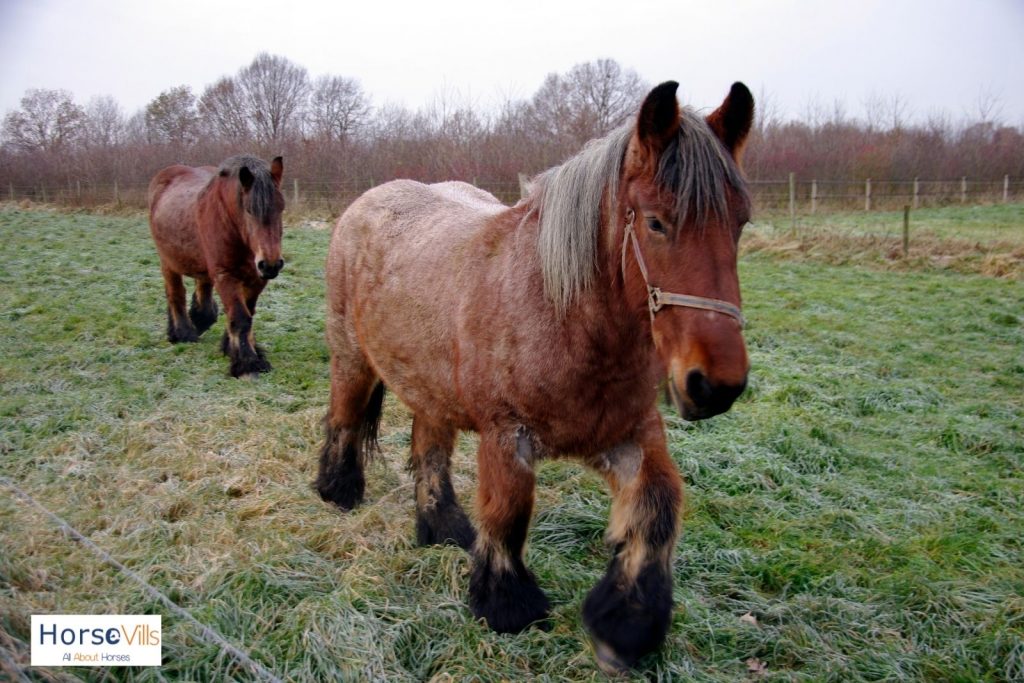 two Belgian draft horses