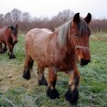 two Belgian draft horses