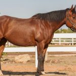 American Quarter horse, a calm horse breed