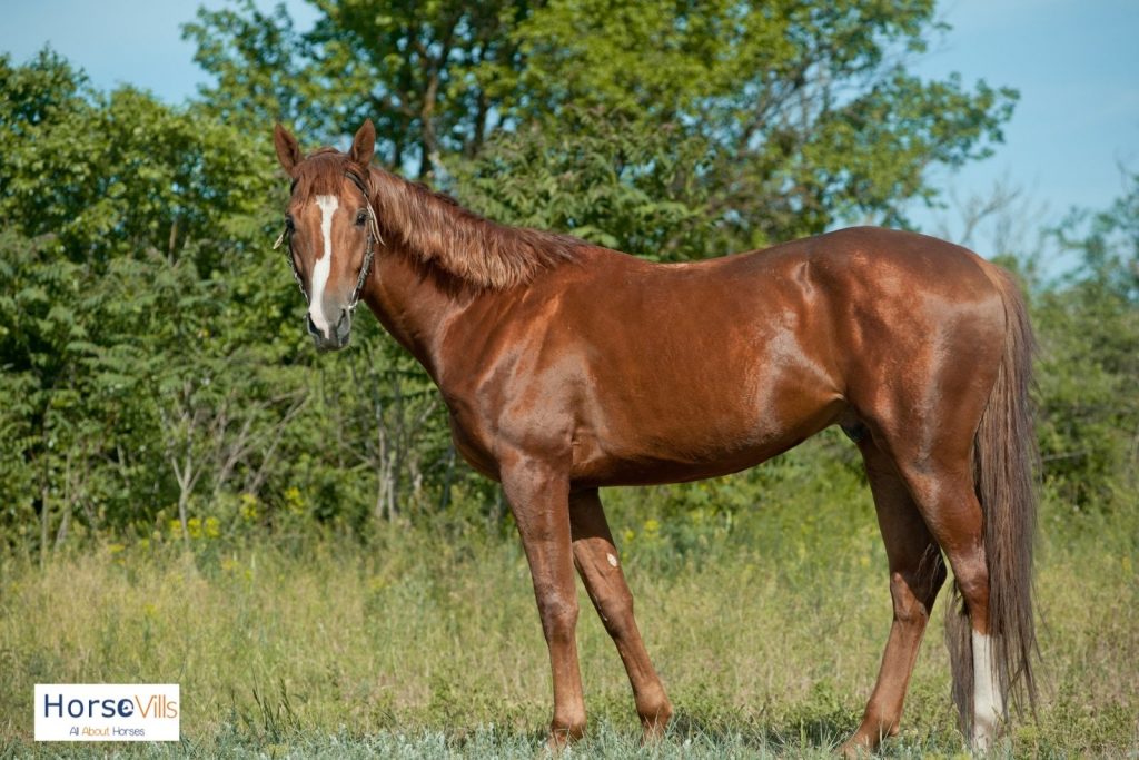 a tall chestnut gelding with long dark brown tail