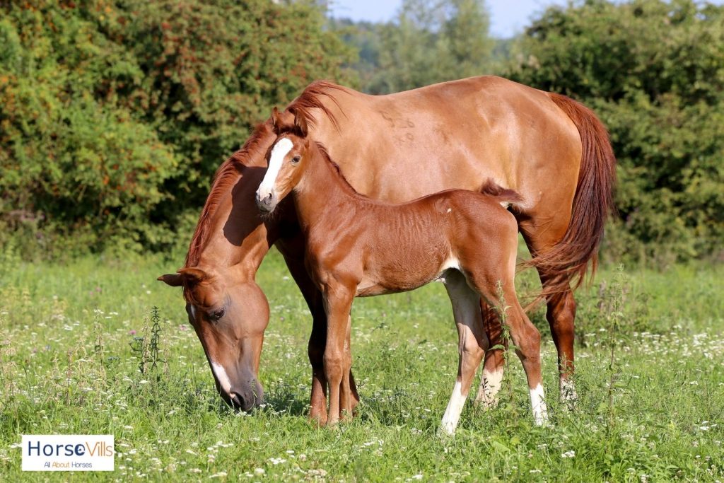 chestnut mare and filly suitable for beautiful chestnut horse names