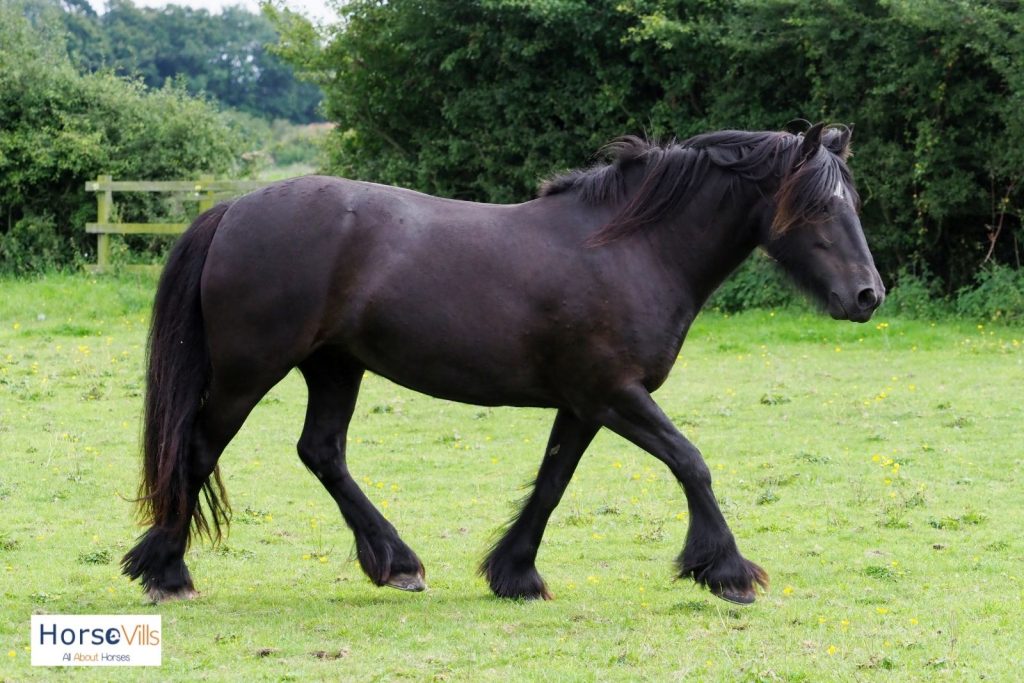 Dales pony with hairy feet
