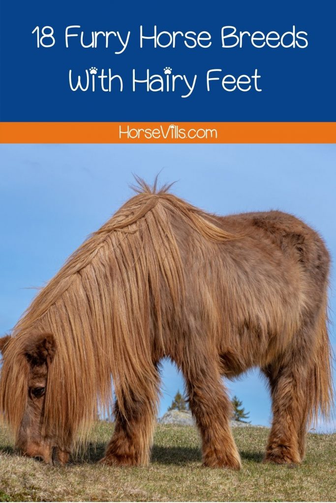 small pony covered with long hair and furry feet