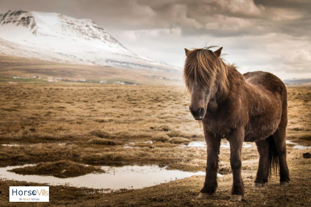 an isolated Icelandic horse