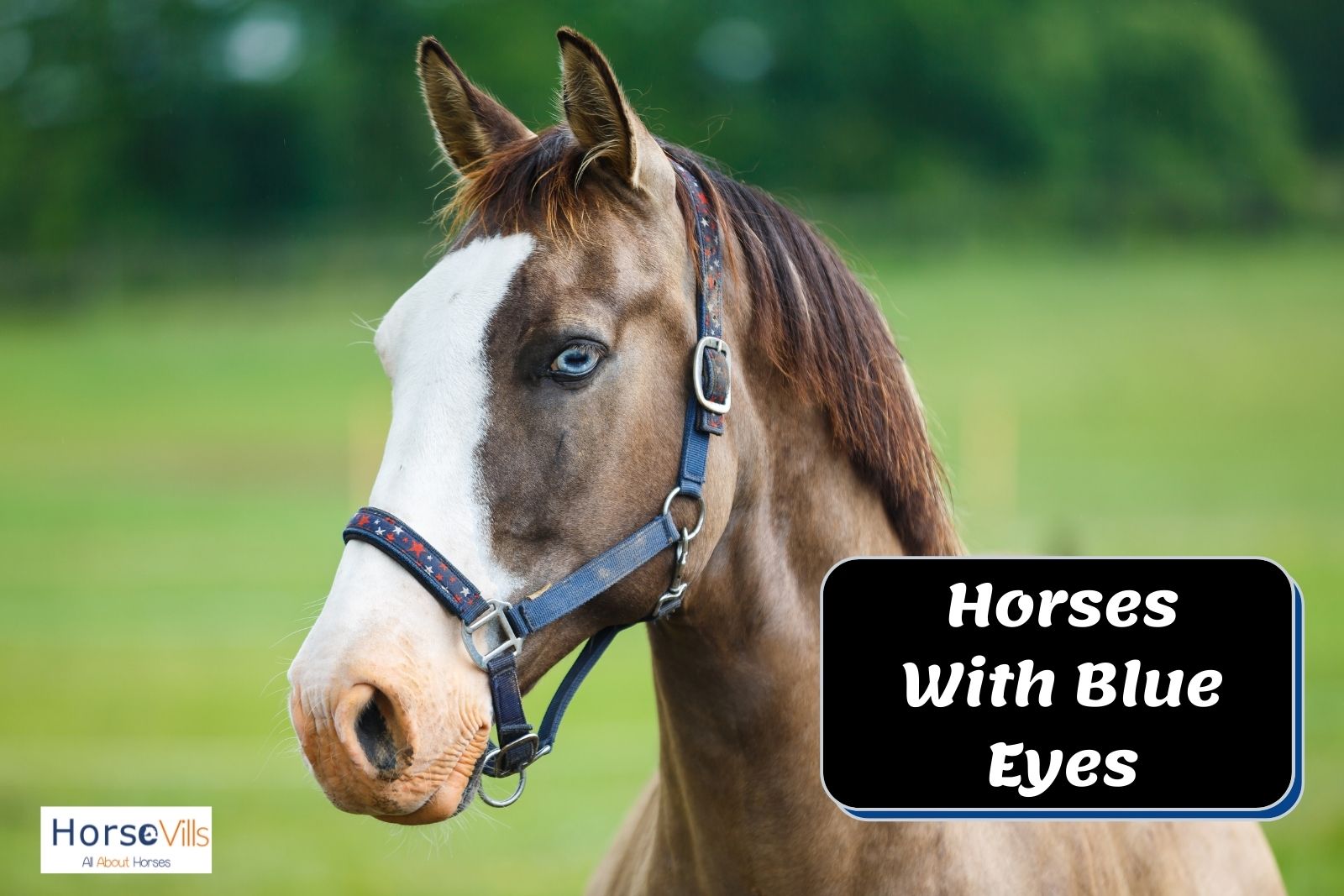 brown horse with blue eyes