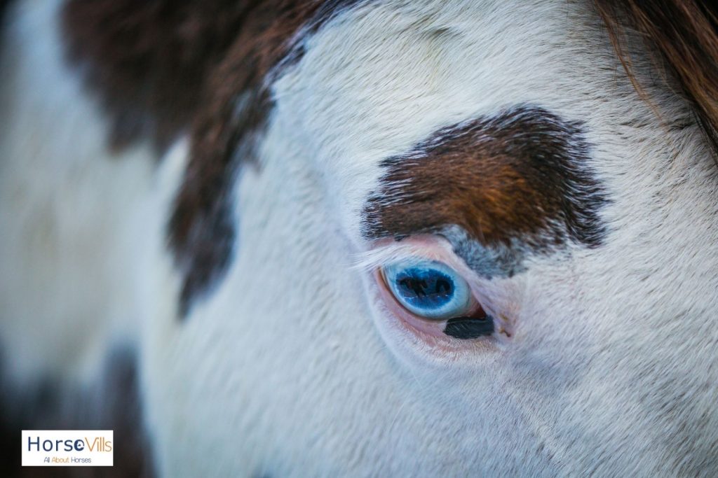 close-up shot of horse eye with blue eyes
