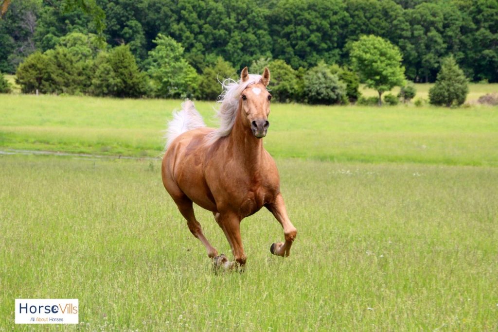 a running palomino horse