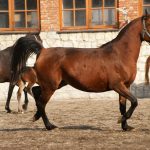 brown Russian Arabian horse
