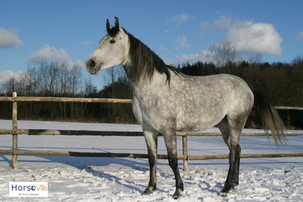 Shagya Arabian horse standing on the snow
