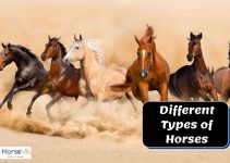 9 Different Breeds of Horses: Most Popular & Distinct