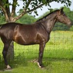 stunning Dutch warmblood horse under a tree