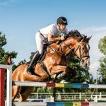 Irish sport horse showjumping with an equestrian