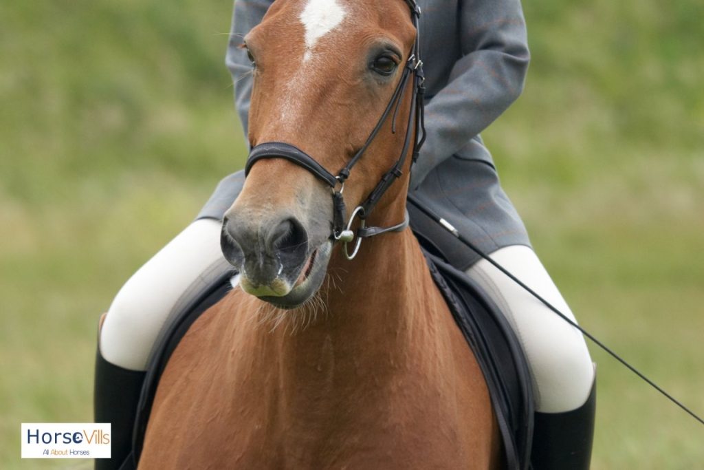 close-up shot of a brown horse with a rider wearing jodhpurs
