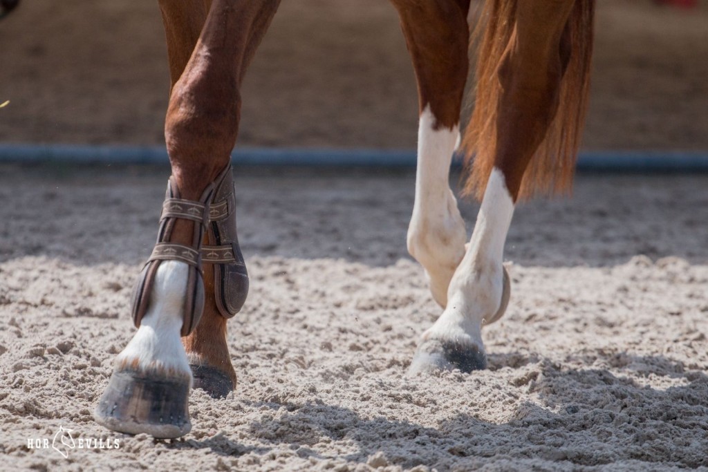 brown tendon boots being used by a horse but what are tendon boots used for?