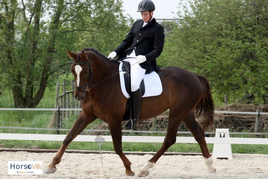man riding a horse for dressage riding, one of the types of english riding