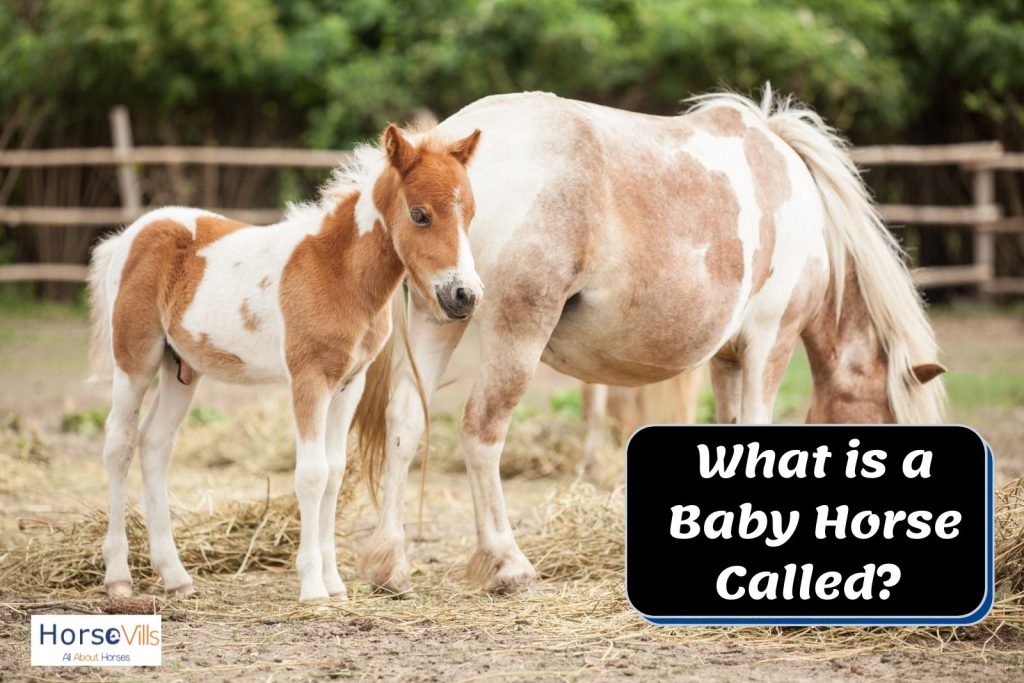 a cute brown baby horse: what is a baby horse called?
