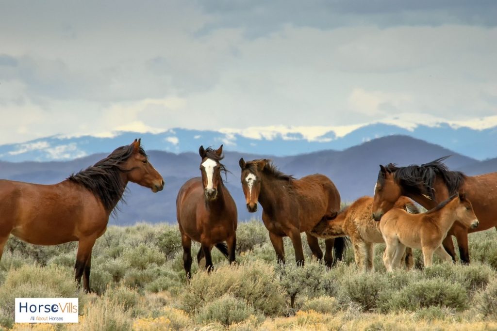 group of wild horses: what is a group of horse called?