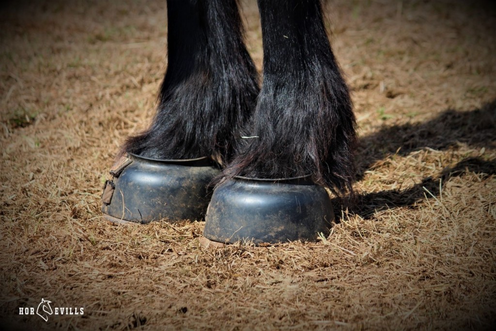 horse with bell boots, one of the different types of horse boots