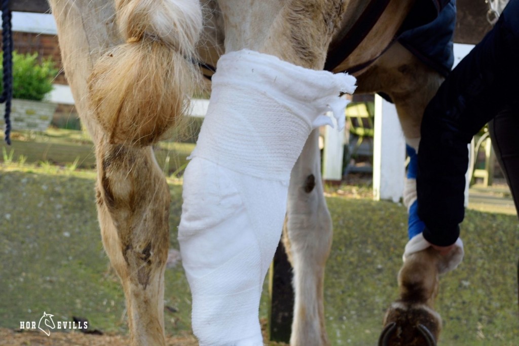 a horse with different tendon injuries on it