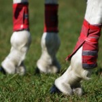 horse wearing a type of horse boots that used to keep horse protect from flies biting