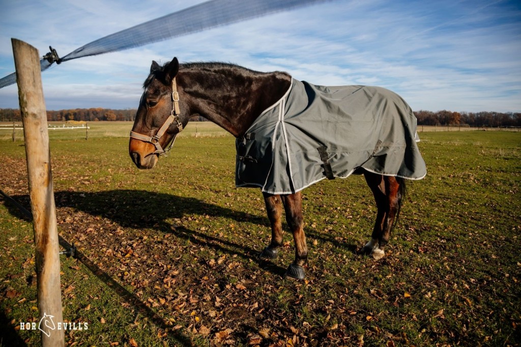 Horse With Fly sheet on it- Horse Blanketing Guide