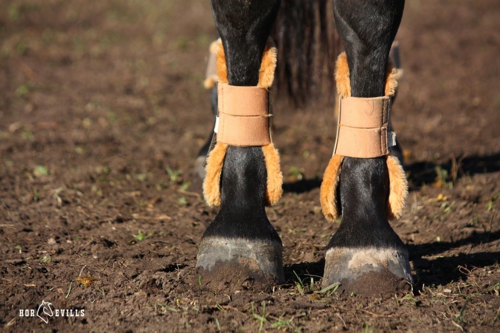 horse wearing a type of boots that use to cover cannon bone and tendons
