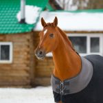 A Horse With Blanket On it, horse blanket temperature guide