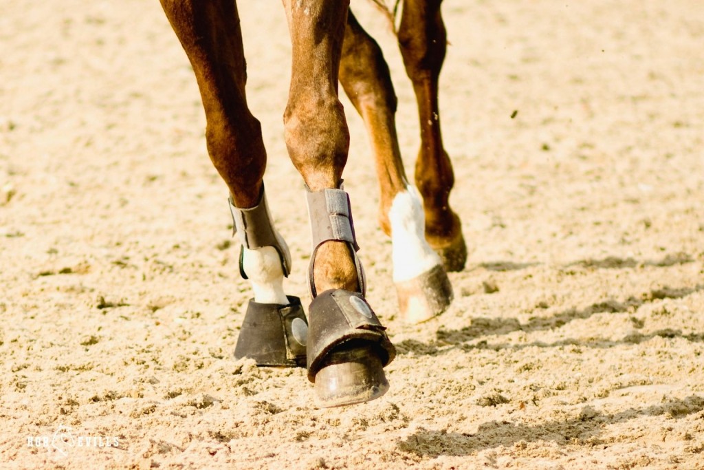 a horse with the type of horse boots that are perfect of fetlock