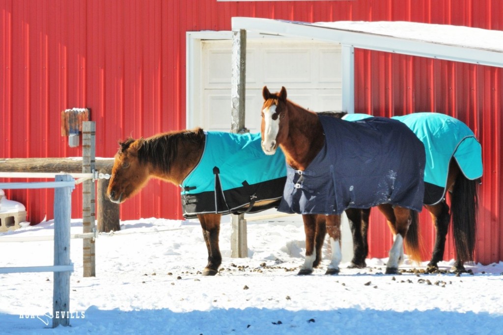 Horse With Stable Blanket- Horse Blanketing Guide