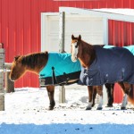 Horse With Stable Blanket- Horse Blanketing Guide