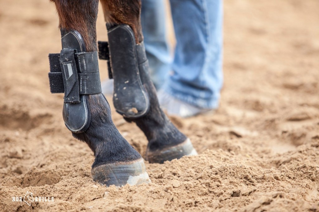 horse wearing tendon boots- a horse boot type that protect tendon