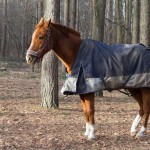 Horse With Turnout Blanket- When To Blanket a Horse Temperature Guide