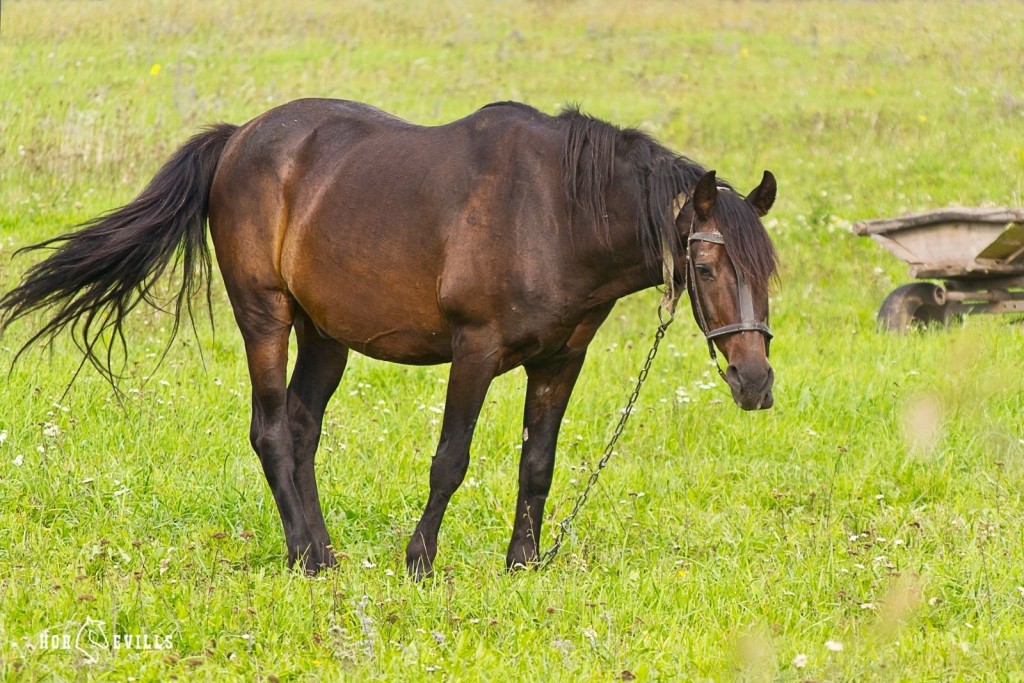 a swayback horse in a ground