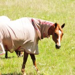 a horse with cooling sheet on it