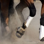 a horse with trail riding boots