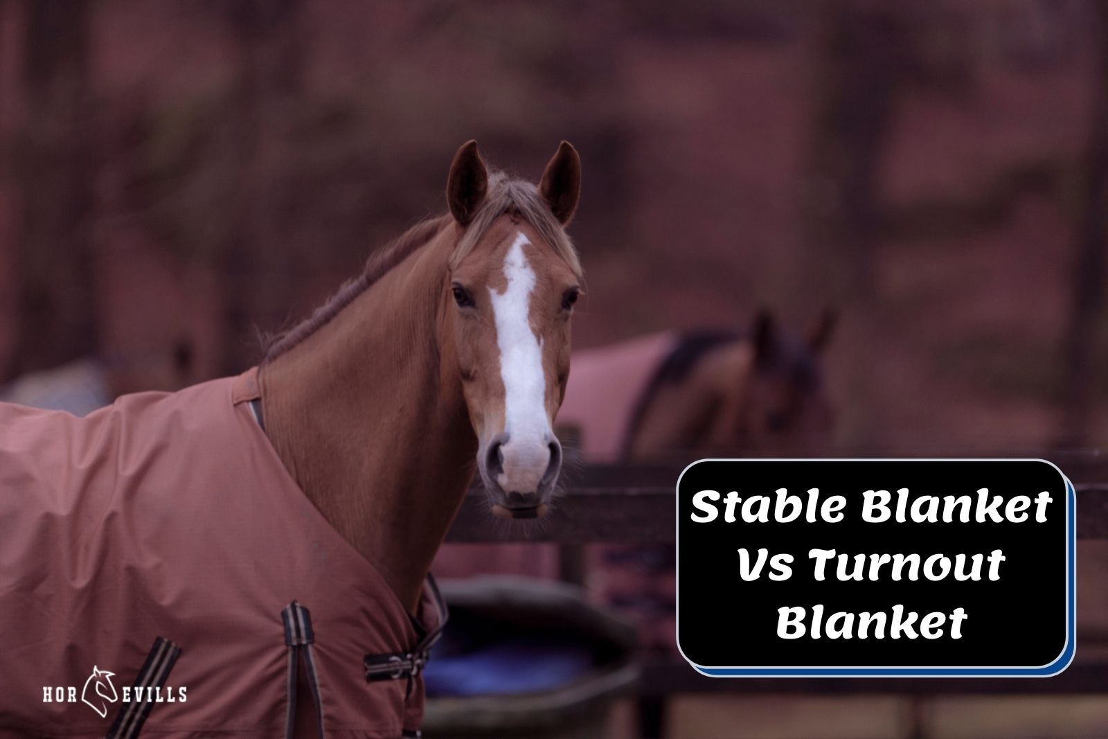 stallion beside "Stable Blanket vs turnout blanket" text