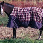 a horse in a ground with cooling sheet on it