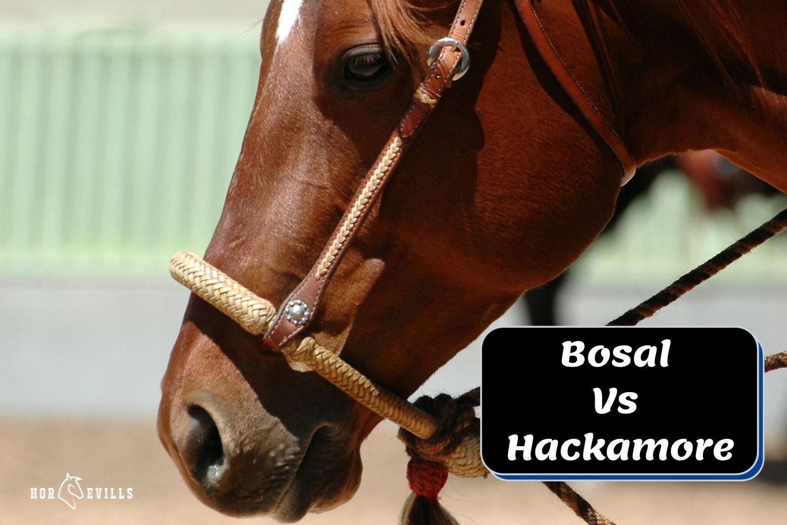 close-up shot of horse wearing a hackamore (bosal vs hackamore guide)