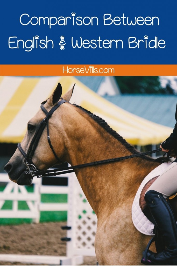 horse wearing an English bridle (english vs western bridle)