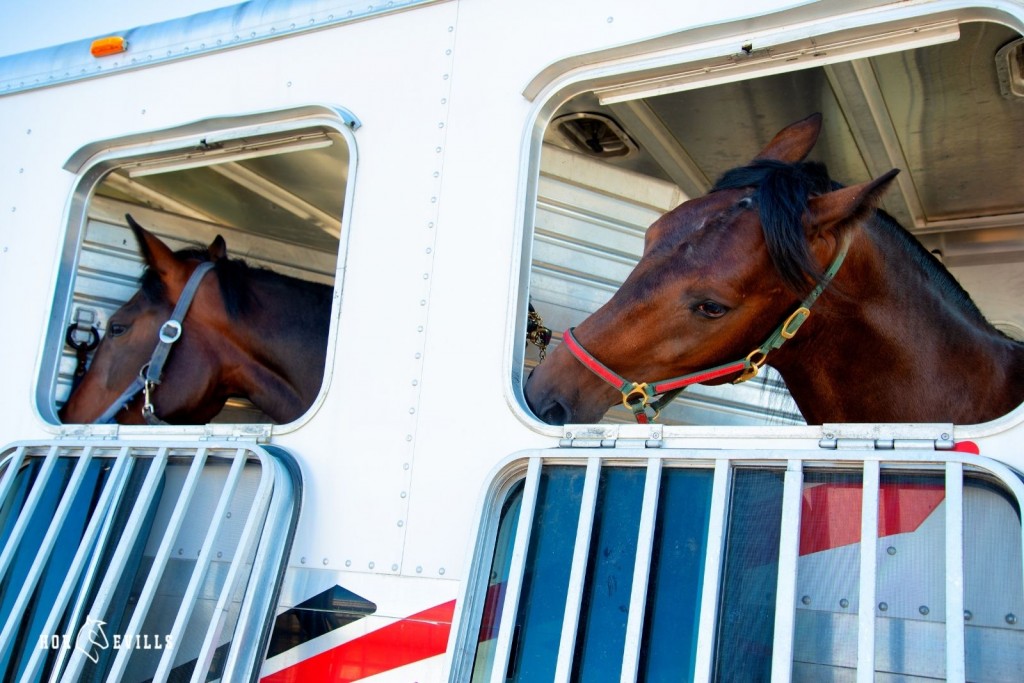two horses inside a trailer