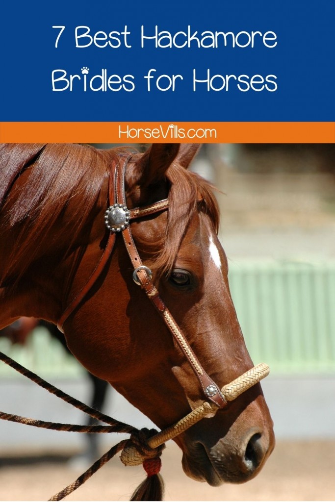 horse wearing a hackamore bridle