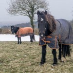 horses in the field wearing blankets