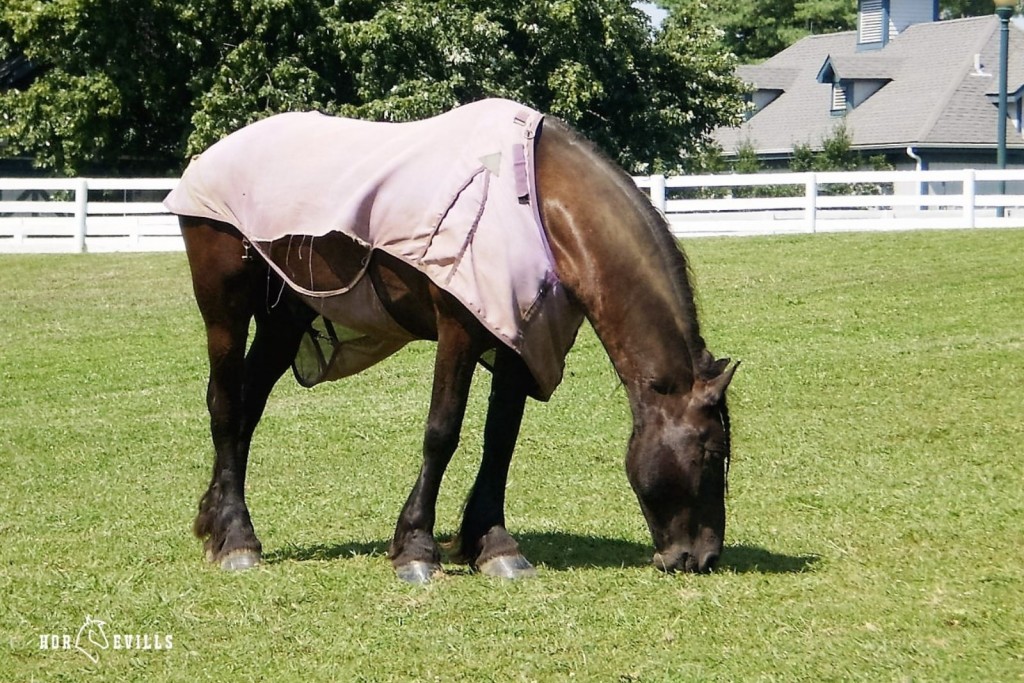 a horse wearing a sheet is eating outdoors