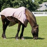 a horse wearing a sheet is eating outdoors